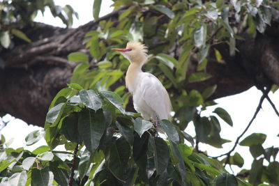 Low angle view of bird perching on branch