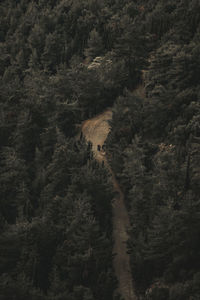 Dirty road in ti the midle of a forest