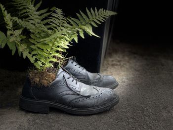 Safety shoes with plants inside