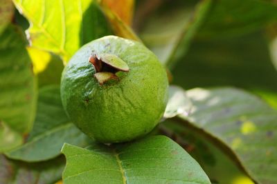 Close-up of lemon growing on tree