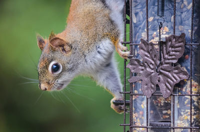 Close-up of squirrel on bird feeder