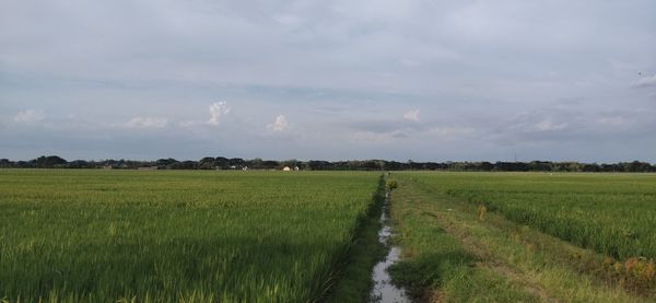 Scenic view of agricultural field against sky