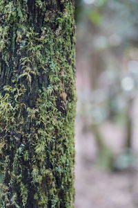 Close-up of moss growing on tree trunk