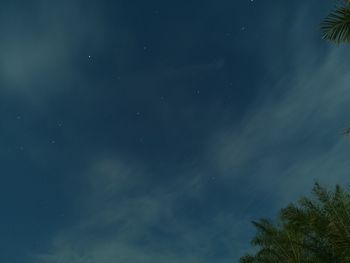 Low angle view of trees against sky at night