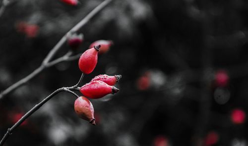 Close-up of red flower