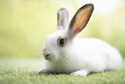 Little rabbit sitting or playing on green grass , cute rabbit in the meadow on garden nature 