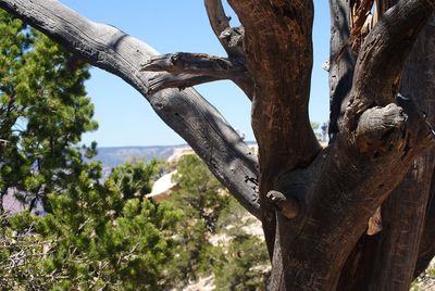 Trees against sky