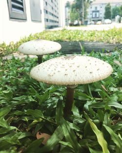 Close-up of mushrooms growing on tree