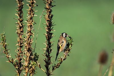 Goldfinch perching on a branch