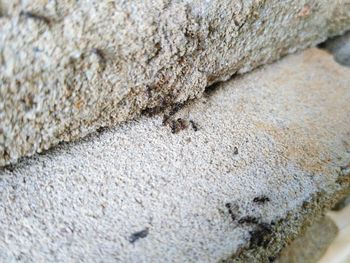 Close-up of ants