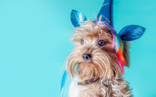 Close-up of dog against blue background