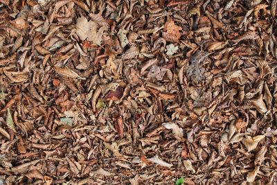 Full frame shot of dried leaves on tree trunk