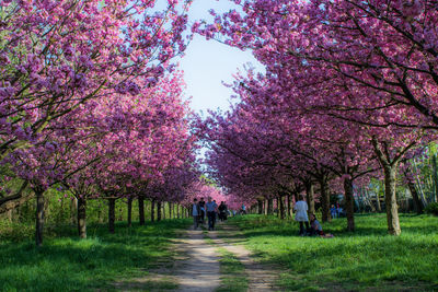 View of cherry blossom trees in park