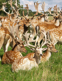 Deer in a field