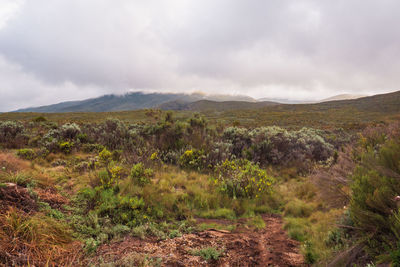 High altitude moorland at chogoria route, mount kenya national park, chogoria route, kenya