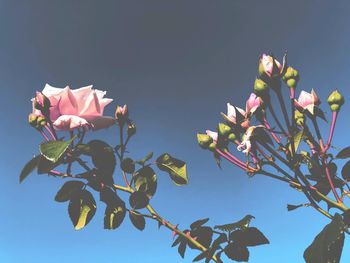 Low angle view of pink flowering plant against sky