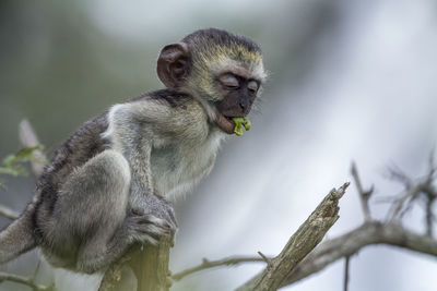 Monkey sitting on branch against blurred background