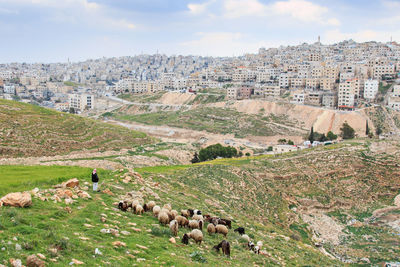 Sheep grazing on field against townscape