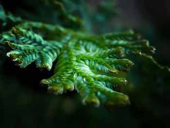 Close-up of green leaves on tree