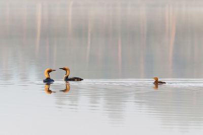 Swans swimming in lake