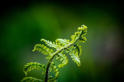 Close-up of fern