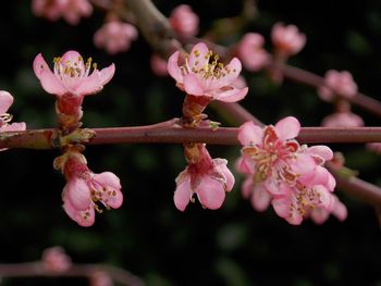 Close-up of pink cherry blossoms in spring