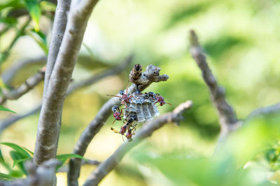 Close-up of insect on flower