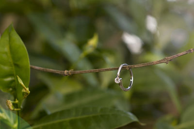 Close-up of wet plant leaves