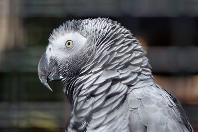 Close-up of eagle