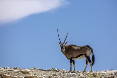 Low angle view of deer on field against sky