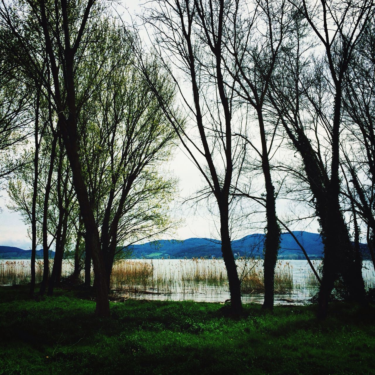 tree, tranquil scene, tranquility, water, scenics, bare tree, branch, beauty in nature, nature, grass, sky, tree trunk, lake, landscape, lakeshore, growth, non-urban scene, idyllic, day, remote