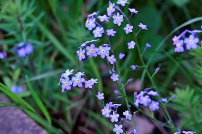 Close-up of purple flowering plants in park