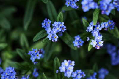 Close-up of purple flowering plants in park