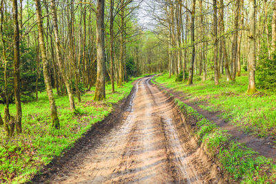 Dirt road amidst trees in forest