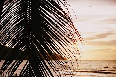 Palm trees on beach