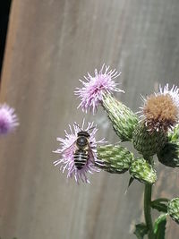 Close-up of bee pollinating flower