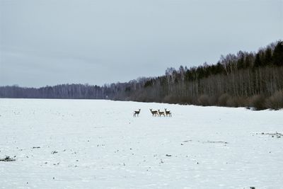 Scenic view of snow covered trees against sky