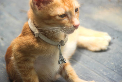 Close-up of a cat looking away