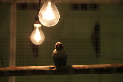 Close-up of bird perching on illuminated light