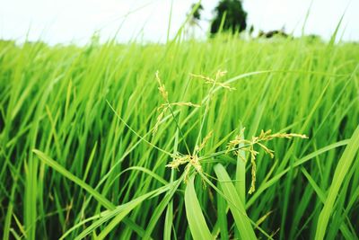 Close-up of crops growing on field against sky