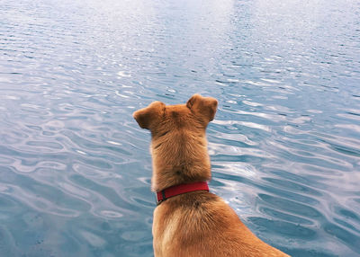 High angle view of dog on lake
