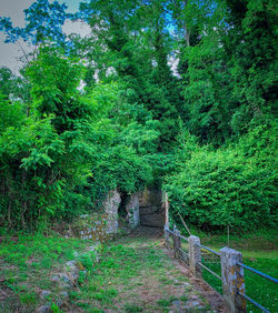 Trail on footpath amidst trees in forest