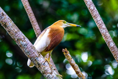 Close-up of bird perching on branch