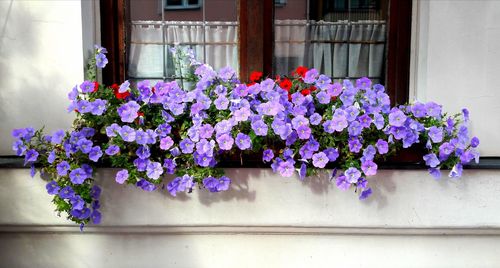 Close-up of purple flowers on window sill