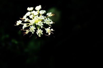 Close-up of flower against blurred background