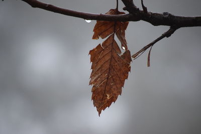 Close-up of autumn tree against sky