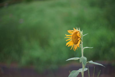 Close-up of butterfly on yellow flower