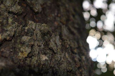 Close-up of tree trunk