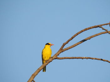 Low angle view of bird perching on branch against clear blue sky