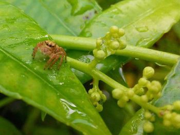 Close-up of insect on leaf